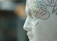 как работает мозг